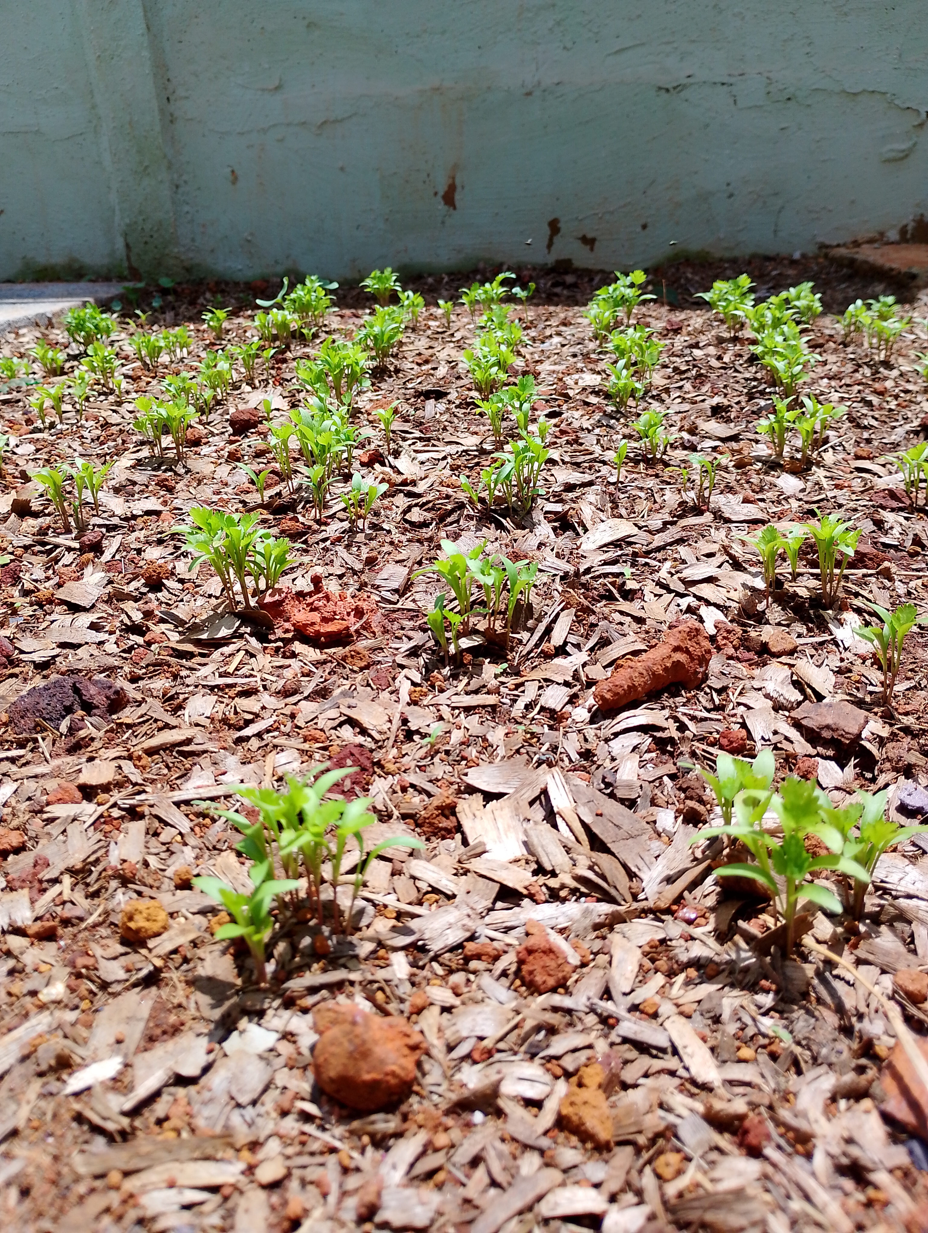 Capa da galeria Horta & Plantio